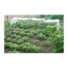 Serres Tonneau Serre tunnel Transparent 6.5m²