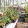 Lams Serre de jardin en verre Au choix 16.40m²