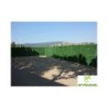 Jet7garden Haie artificielle PVC (Polychlorure de vinyle) Vert