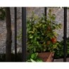 Canopia by Palram Serre de jardin en polycarbonate Noir 0.6m²