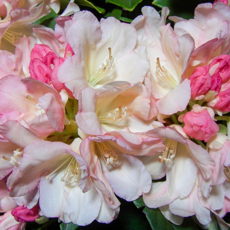 Rhododendron Rhododendron