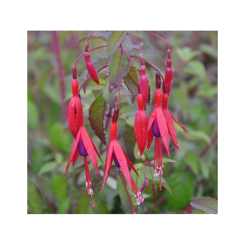 Fuchsia