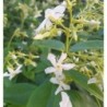 Jasmin