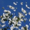 Eucalyptus