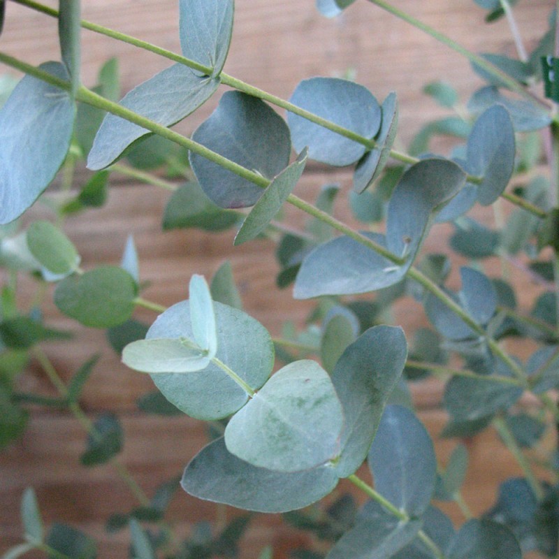 Eucalyptus Eucalyptus