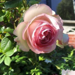 Rosiers