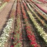 Rosiers