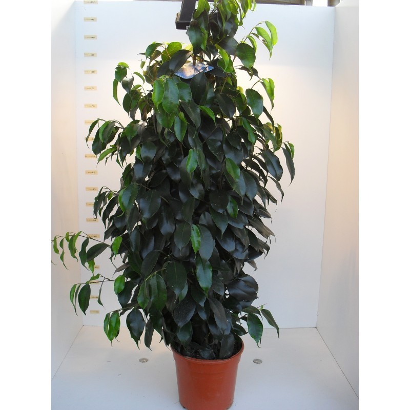 Ficus Ficus