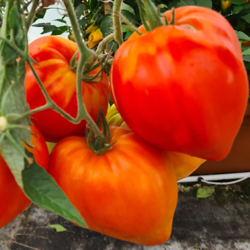 Tomates Tomates