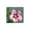 Hibiscus Syriacus