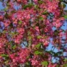 Arbustes fleuris