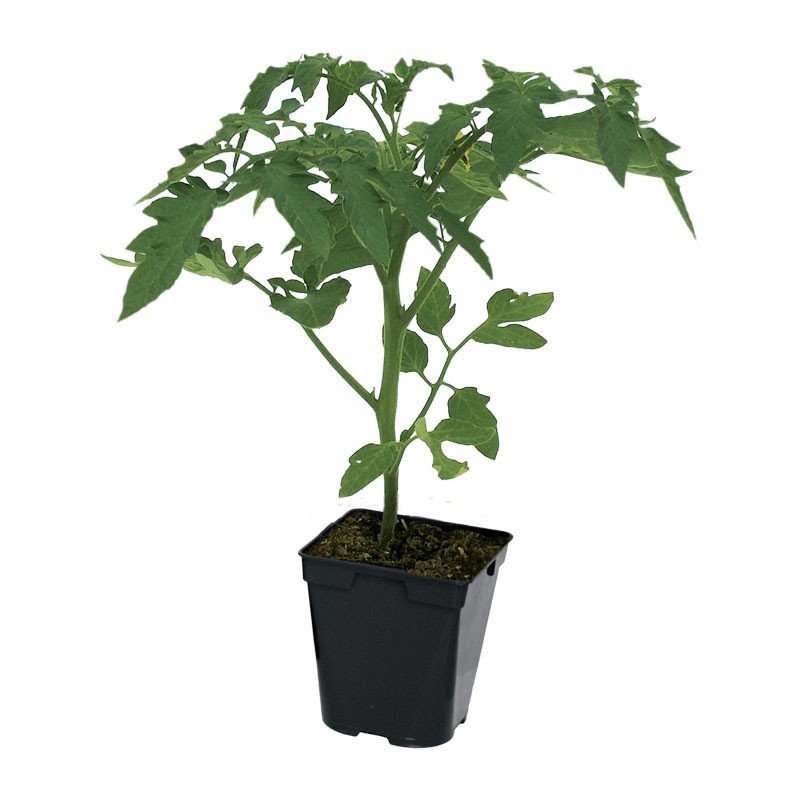Tomates Tomates