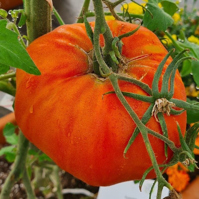 Tomates Tomates