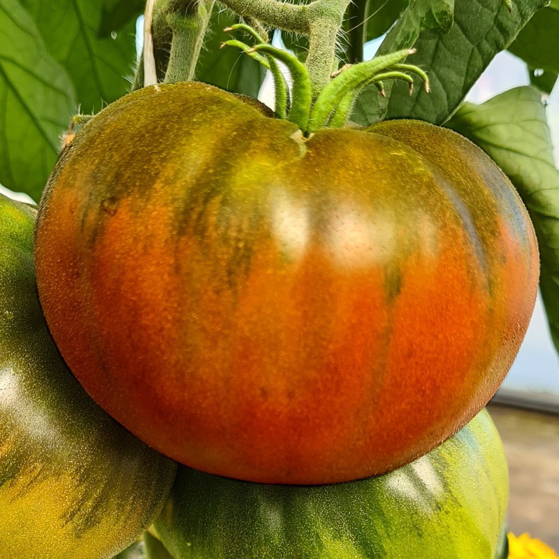 Tomates Tomates