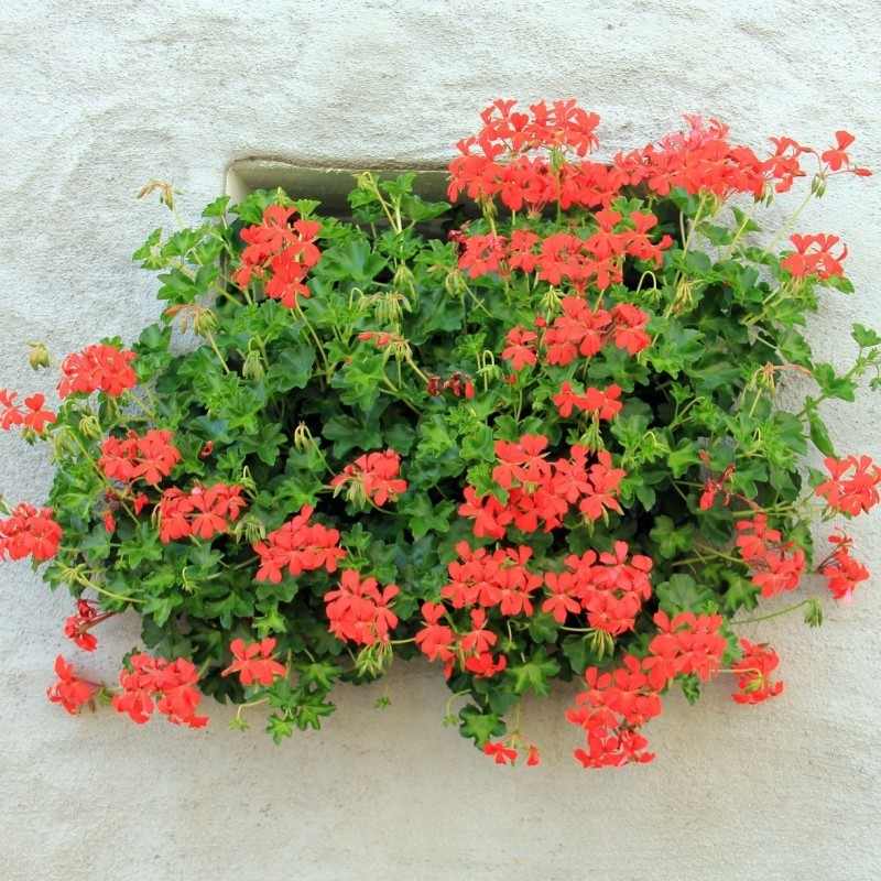 Géranium Géranium