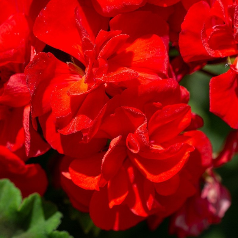 Géranium Géranium