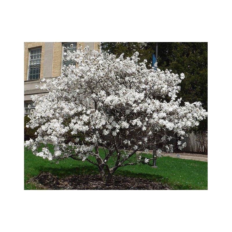 Magnolia Magnolia