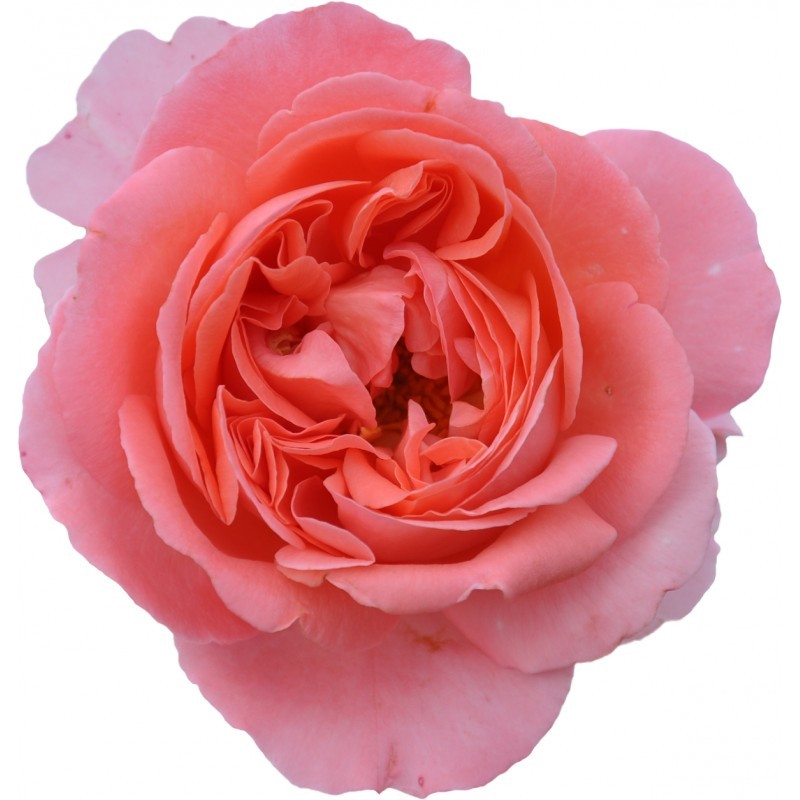 Rosiers Rosiers