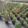Rosiers