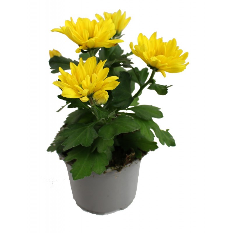 Chrysanthème Chrysanthème