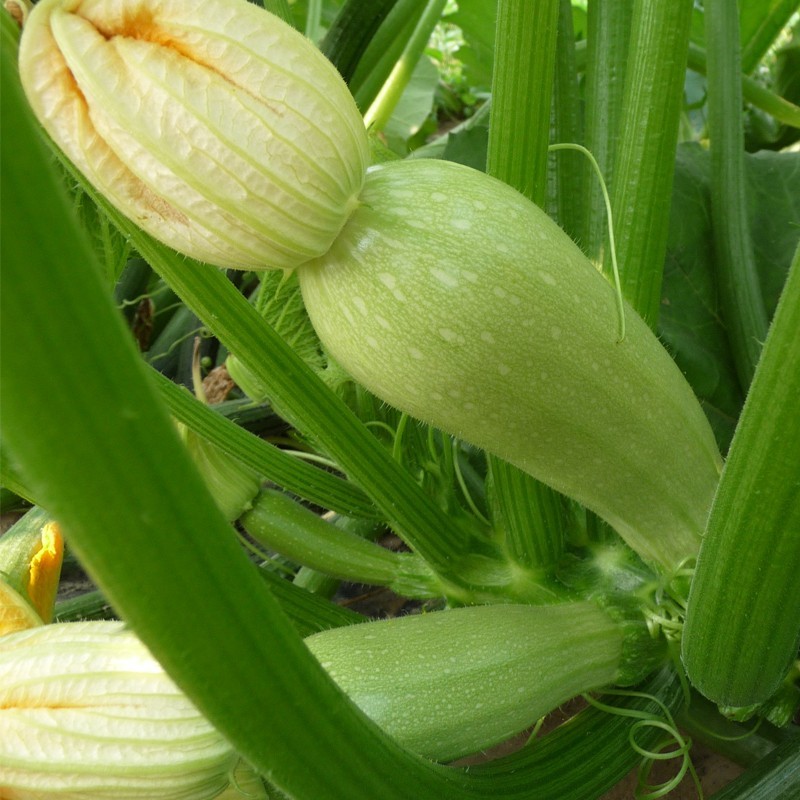 Courgette Courgette