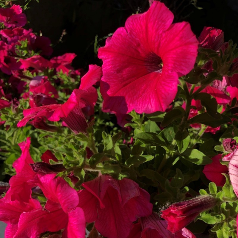Pétunia Pétunia