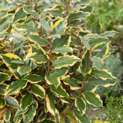 Elaeagnus ebbingei