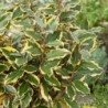 Elaeagnus ebbingei