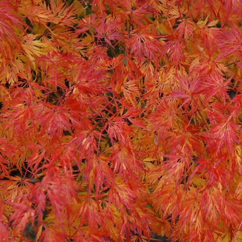 Erable du japon Erable du japon