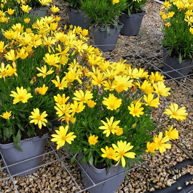 Plantes vivaces Plantes vivaces