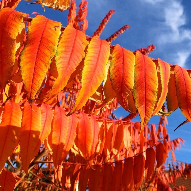 Sumac de Virginie Sumac de Virginie