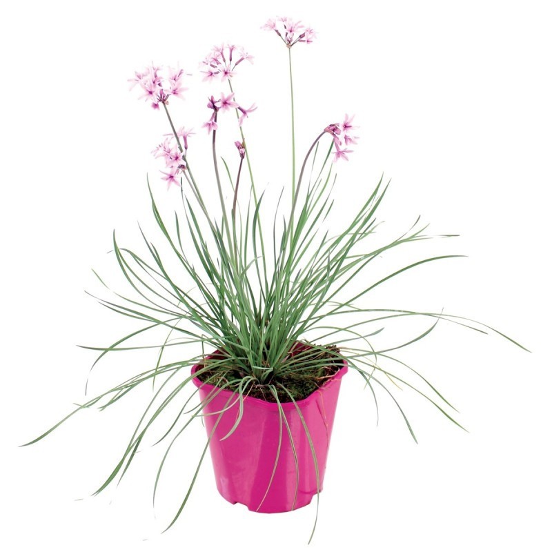 Plantes aromatiques Plantes aromatiques