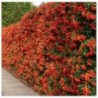 Pyracantha
