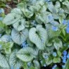 Brunnera