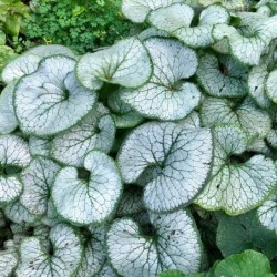 Brunnera