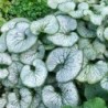 Brunnera