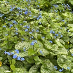 Brunnera