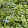 Brunnera