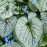 Brunnera