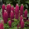 Lupin