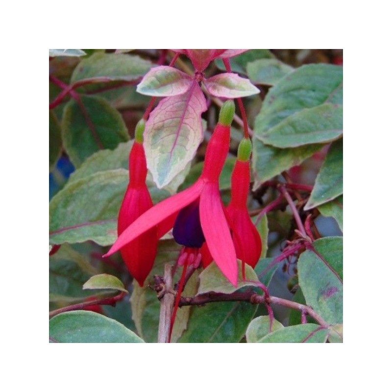 Fuchsia