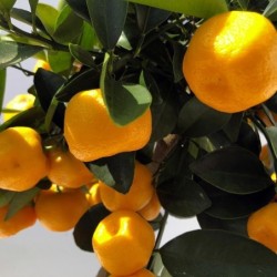 Calamondin