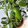 Citronnier