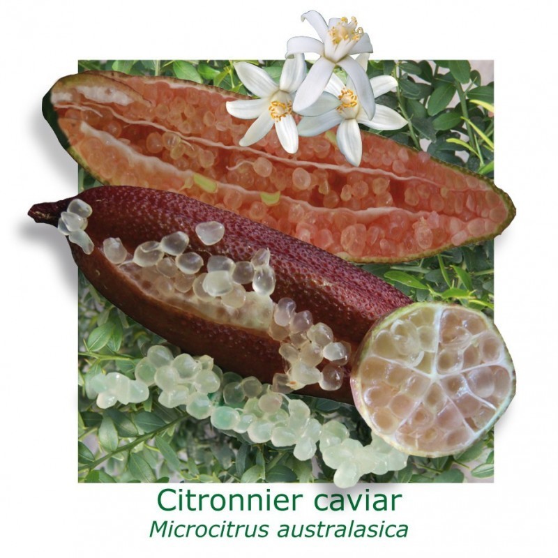 Citronnier Citronnier
