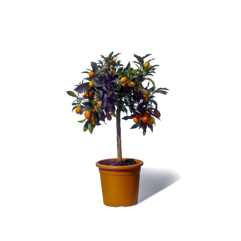 Kumquat Kumquat