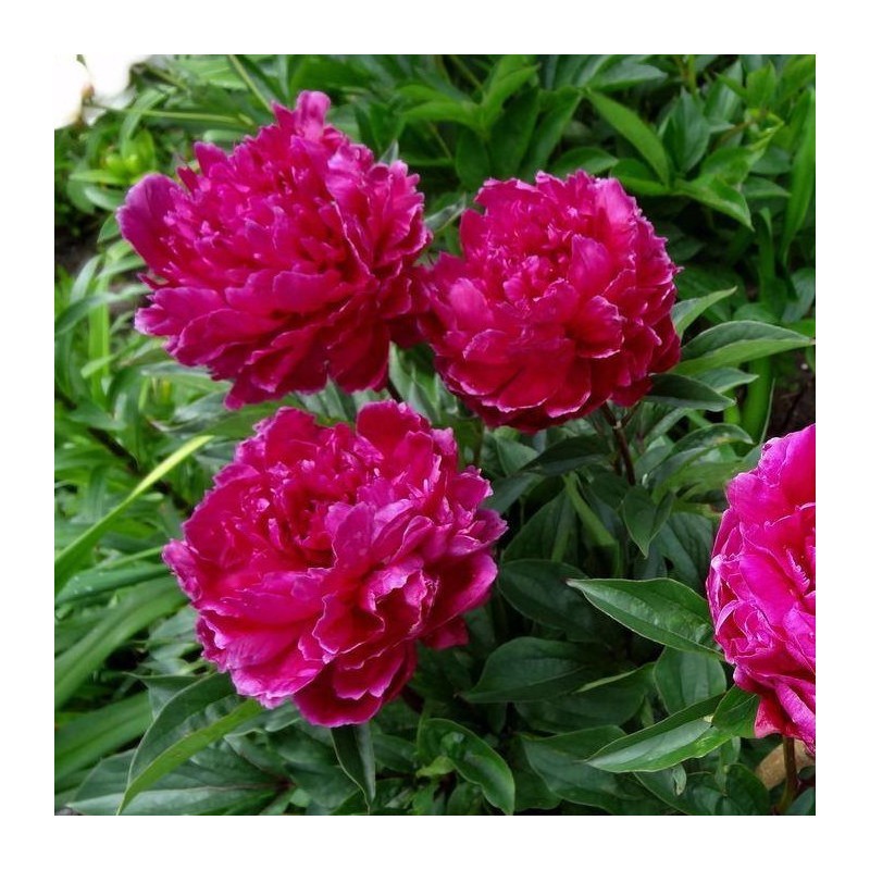 Pivoine Pivoine