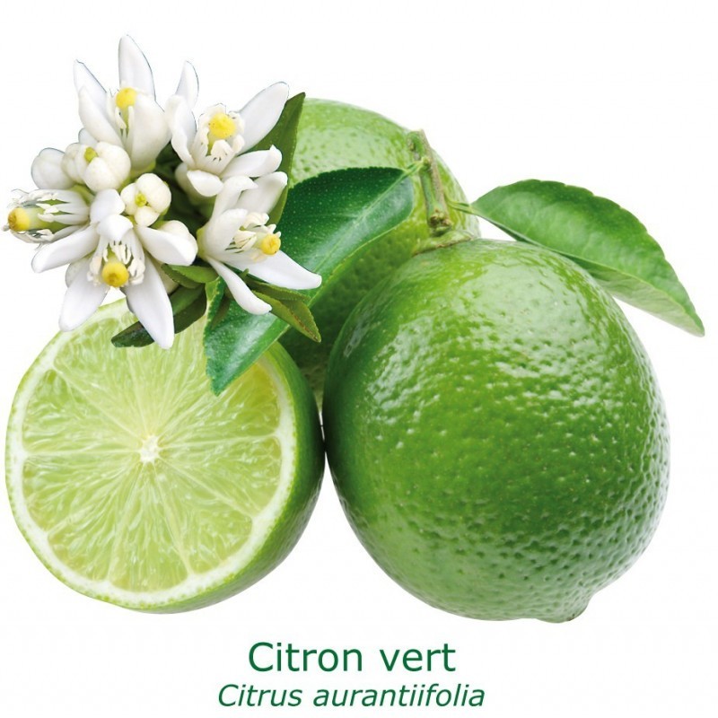 Citronnier Citronnier