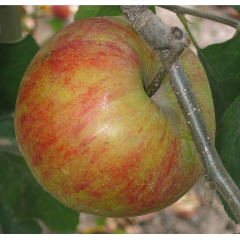 Pommier Pommier
