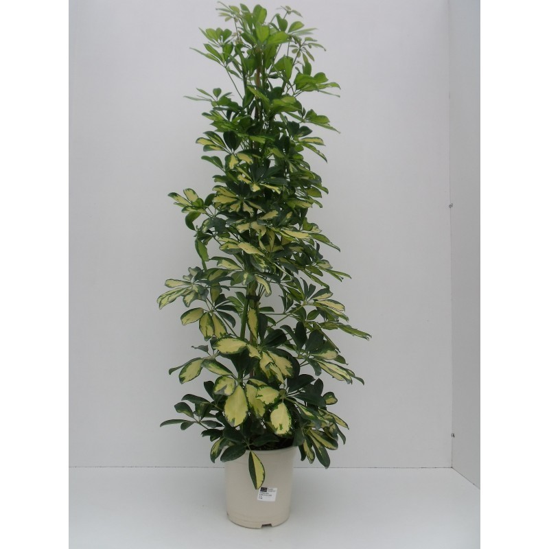 Schefflera Schefflera