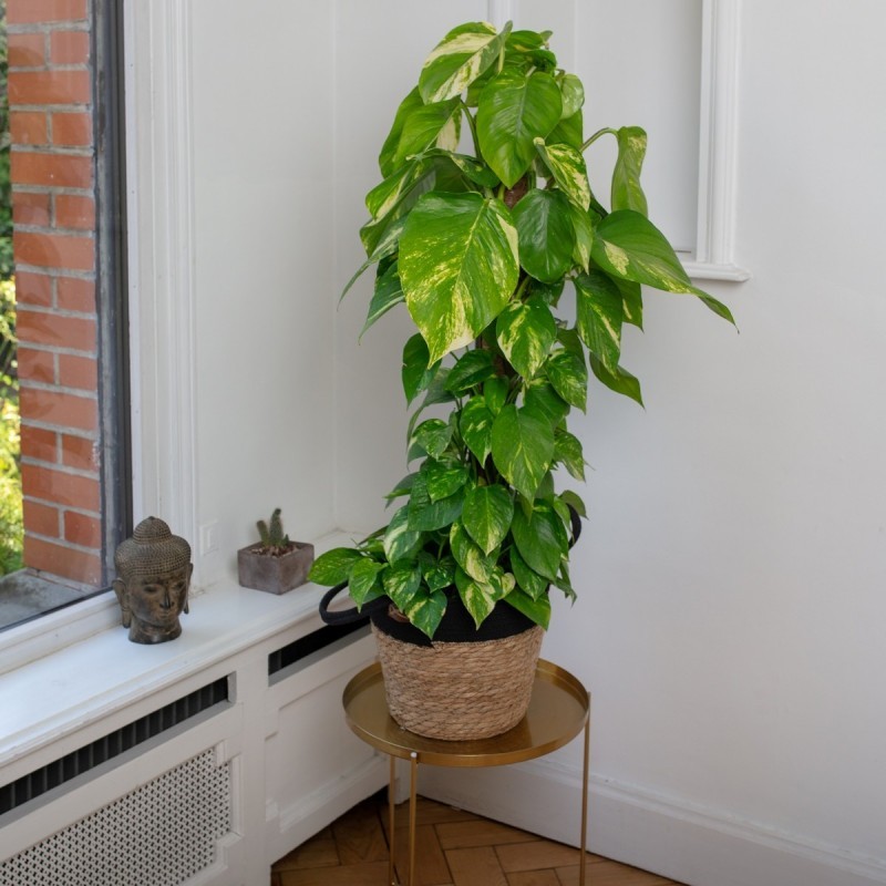 Scindapsus Scindapsus